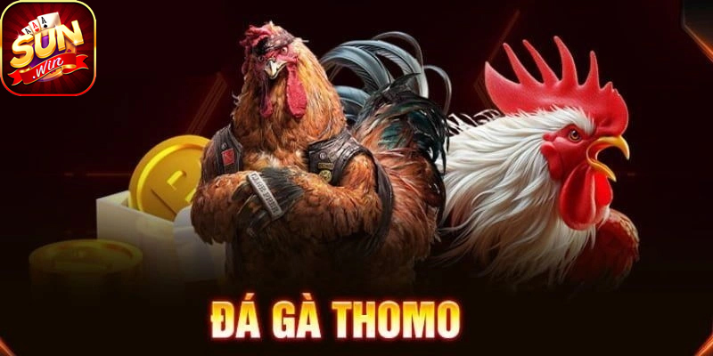 Đá gà Thomo là hình thức thi đấu gà nổi tiếng khu vực biên giới